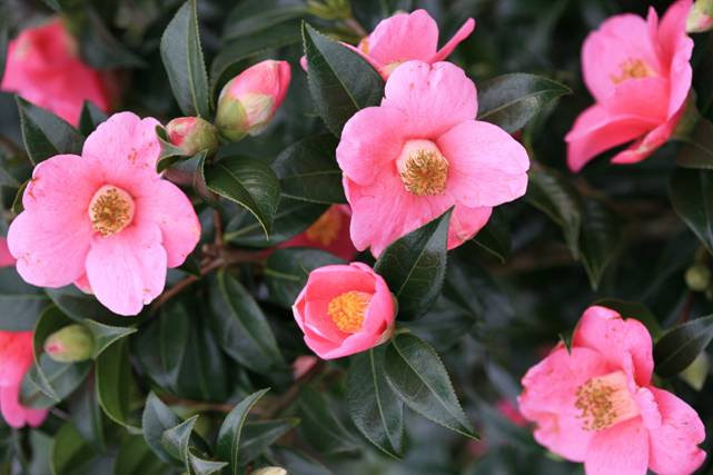 Macintosh HD:Users:saskiasjollema:Documents:SASKIASCHRIJFT:Esveld:2015:beeld infokrant 2016:32569.jpg