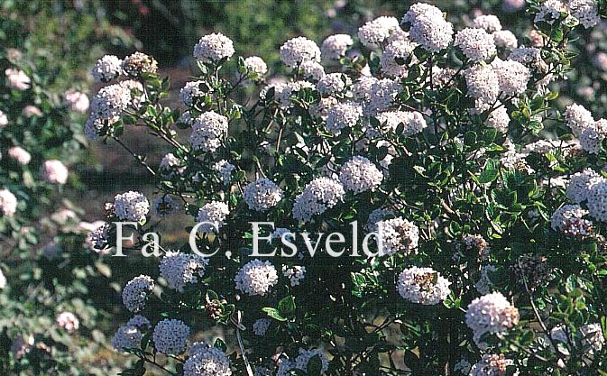 Viburnum burkwoodii 'Anne Russell'
