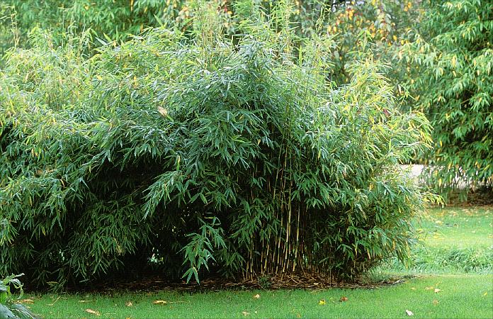 Fargesia murielae ‘Jumbo’ (Synonym Sinarundinaria, Arundinaria) Fargesia murielae ‘Jumbo’ (Synonym Sinarundinaria, Arundinaria)