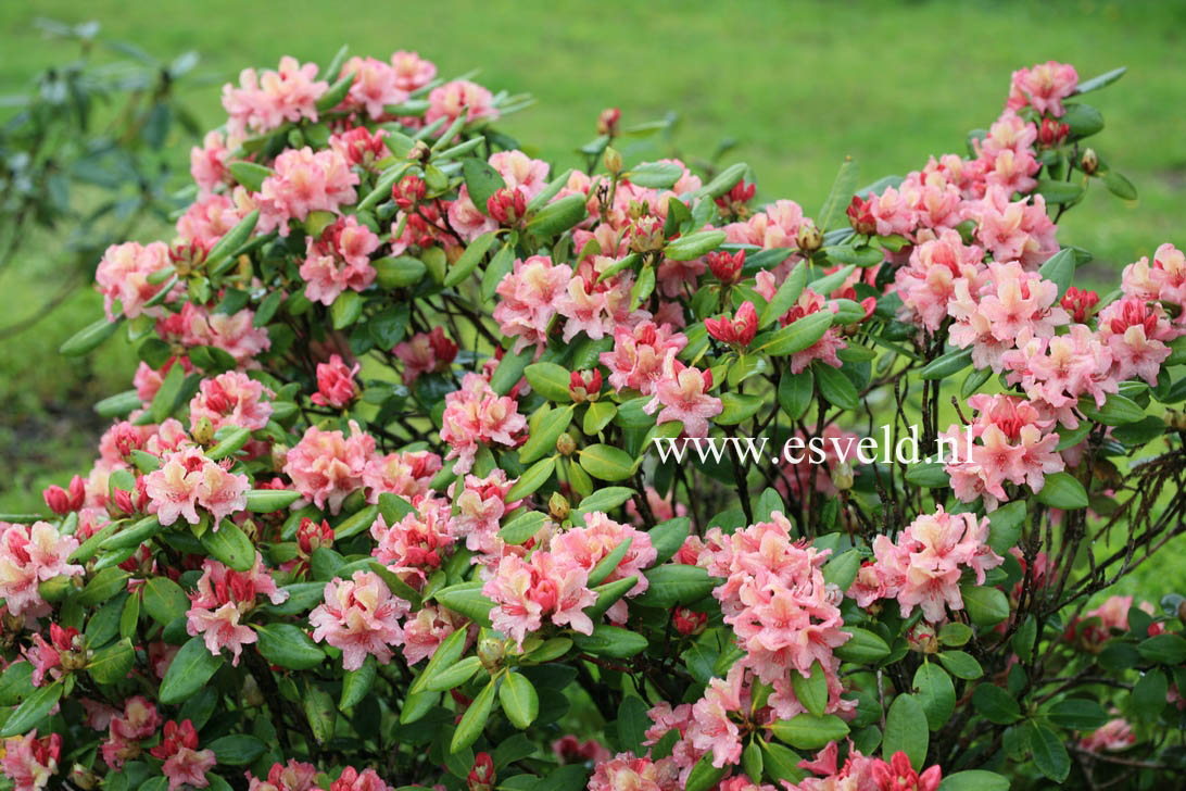 Rhododendron 'Brasilia'