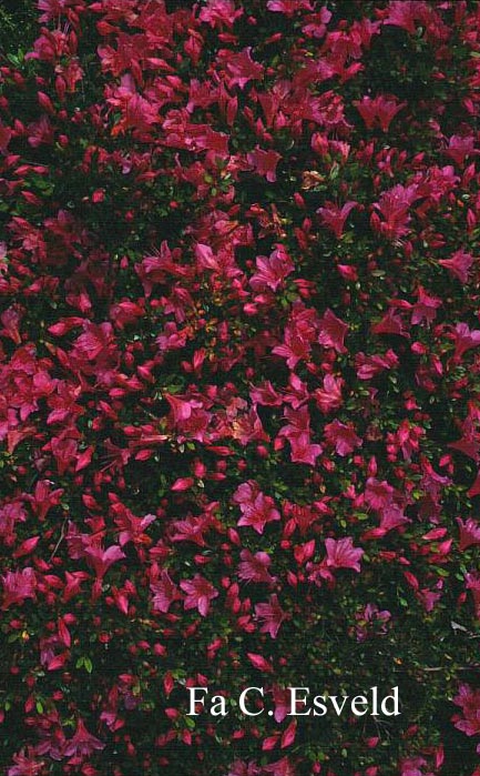Rhododendron indicum 'Macranthum'