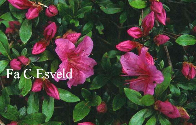 Azalea 'Chippewa'