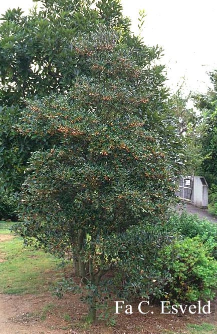 Ternstroemia japonica