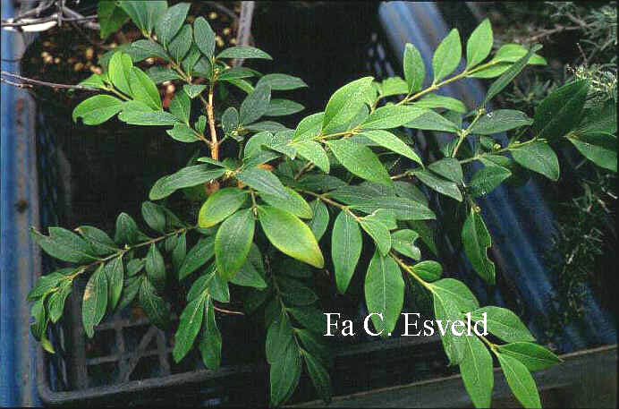 Buxus henryi