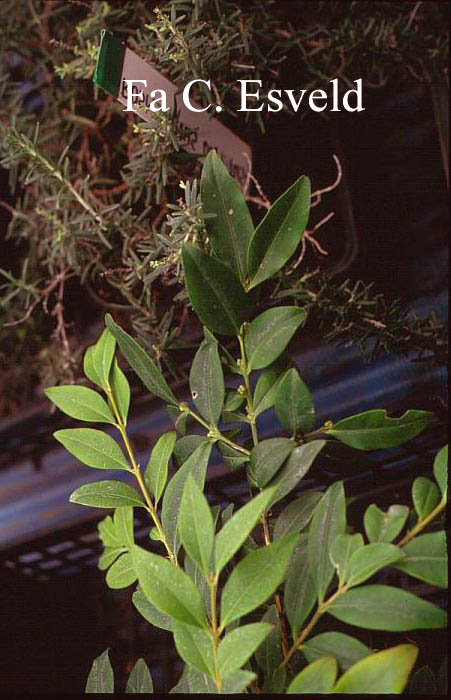 Buxus henryi