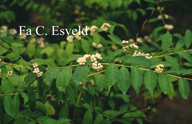 Callicarpa japonica 'Leucocarpa'