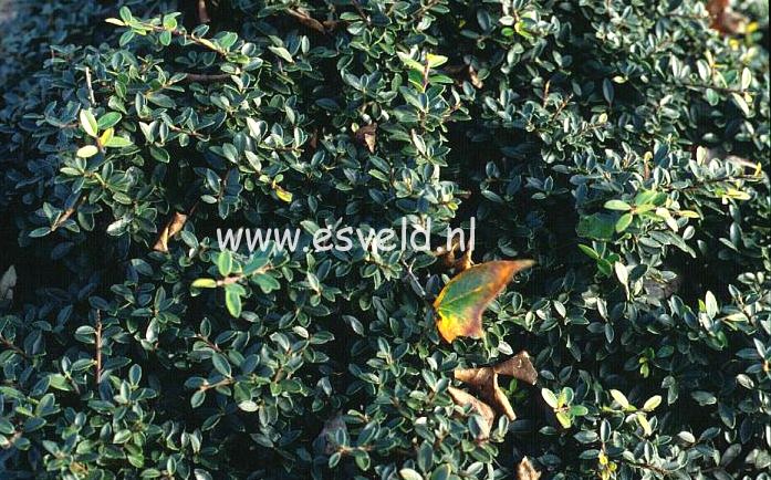 Plantentuin Esveld