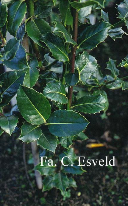 Ilex altaclerensis 'Balearica'