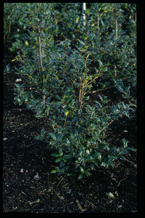 Ilex 'Washington'