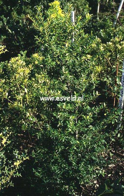 Ilex maximowicziana var. kanehirae