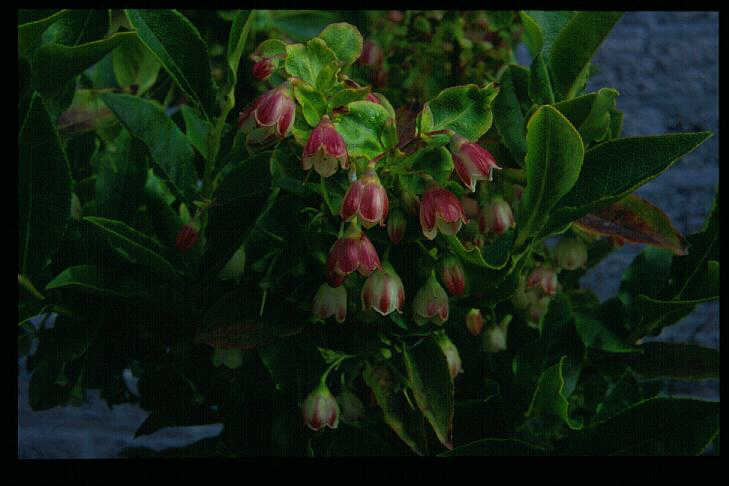 Vaccinium cylindraceum