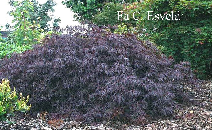 Acer palmatum 'Shohjo shidare'