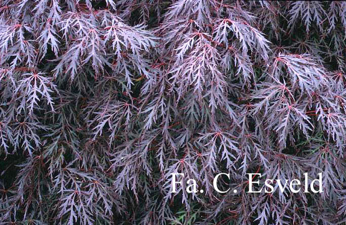 Acer palmatum 'Shohjo shidare'