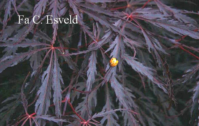 Acer palmatum 'Tamuke yama'