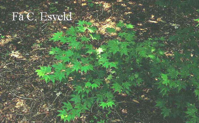 Acer palmatum 'Satsuki beni'
