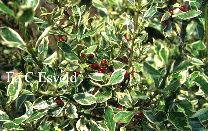 Rhamnus alaternus 'Argenteovariegatus'