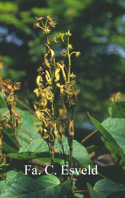 Acer distylum