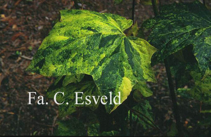 Acer pictum 'Hoshi yadori'