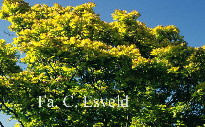 Acer shirasawanum 'Aureum'