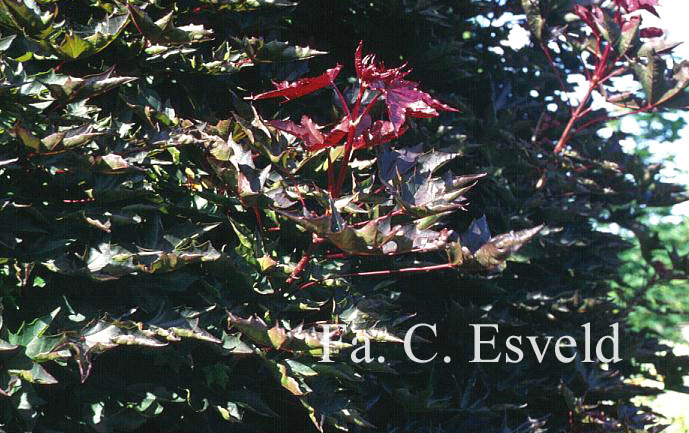 Acer platanoides 'Crimson Sentry'