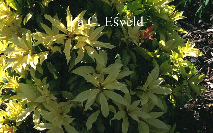 Pieris 'Bert Chandler'