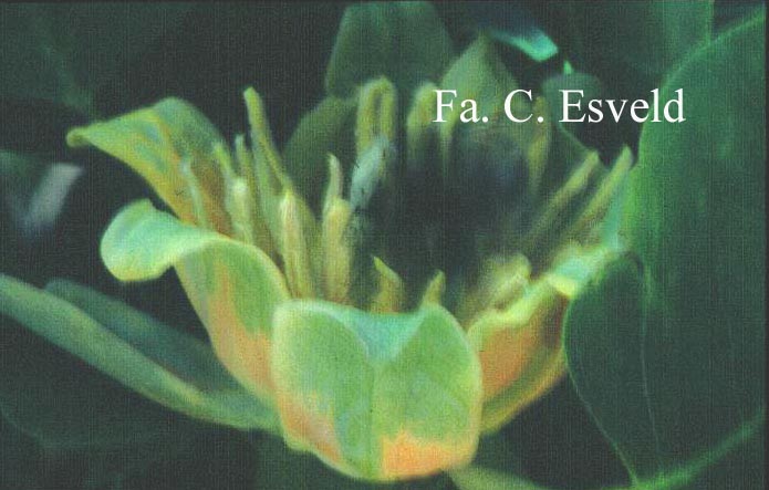 Liriodendron tulipifera 'Fastigiatum'
