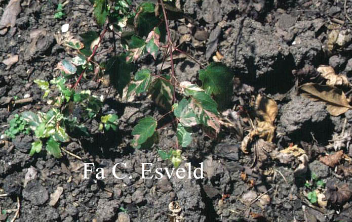 Acer crataegifolium 'Me uri no ohfu'