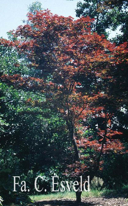 Acer palmatum 'Yezo nishiki'