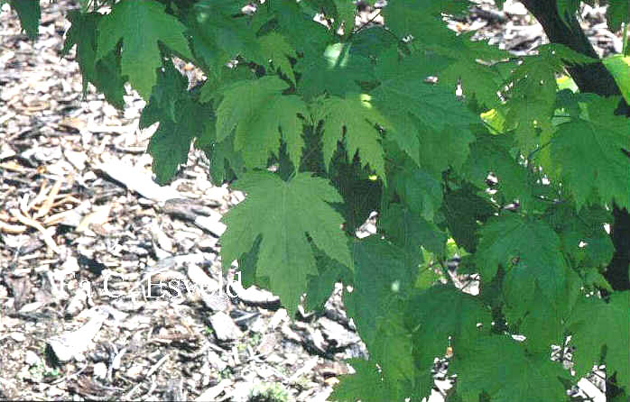 Acer saccharinum 'Lutescens'