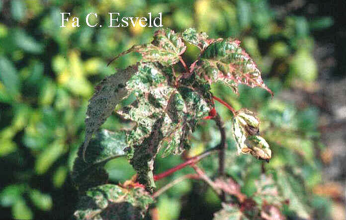 Acer rubescens 'Silver Cardinal'
