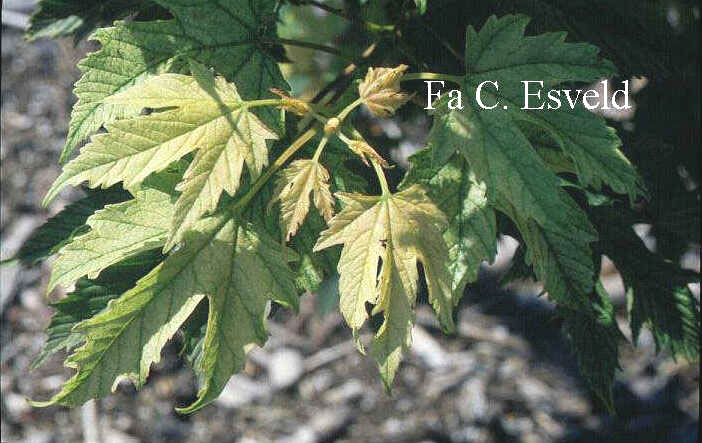 Acer pseudoplatanus 'Spring Gold'