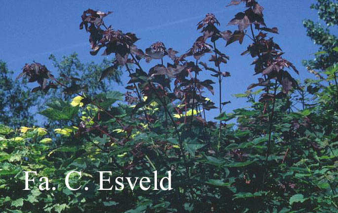 Acer cappadocicum 'Rubrum'
