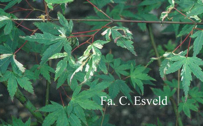 Acer palmatum 'Seigen'