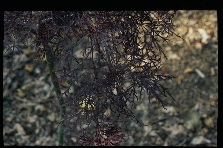 Acer palmatum 'Red Filigree Lace'