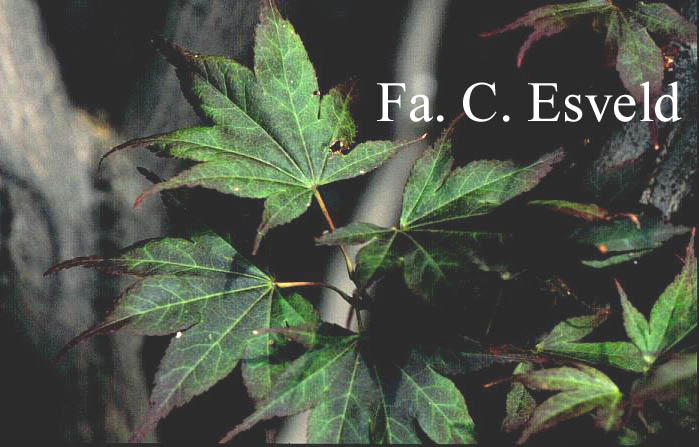 Acer davidii 'Rosalie'