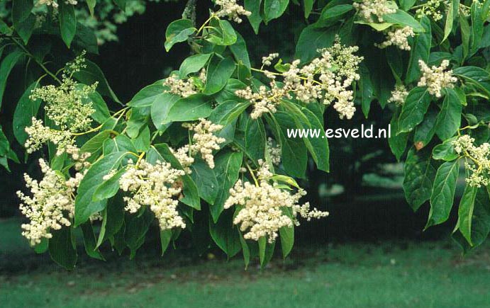 Ehretia acuminata var. obovata