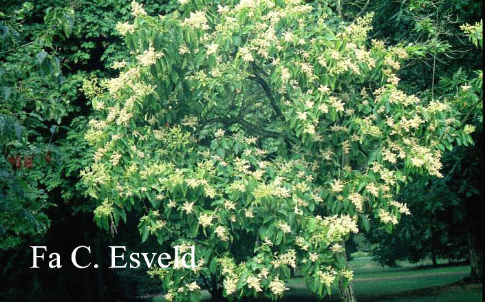 Ehretia acuminata var. obovata