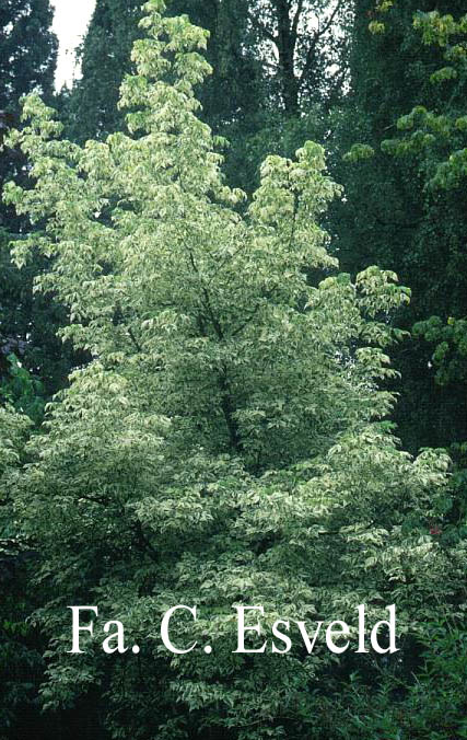 Acer negundo 'Variegatum'