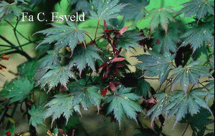 Acer shirasawanum 'Gloria'