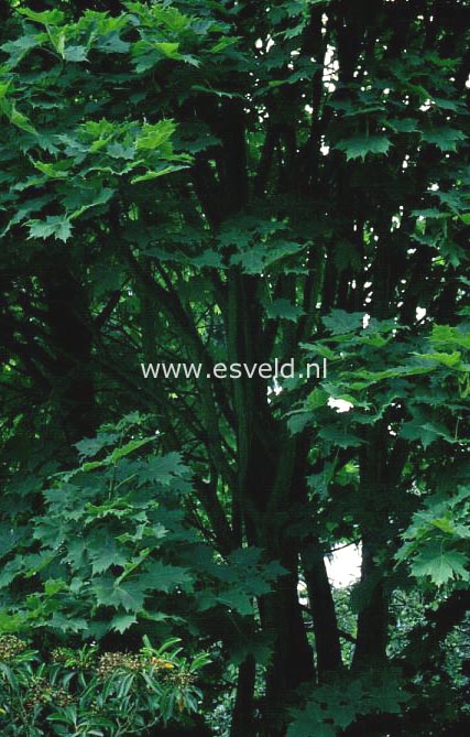 Acer platanoides 'Almira'