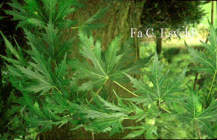 Acer saccharinum 'Laciniatum Wieri'
