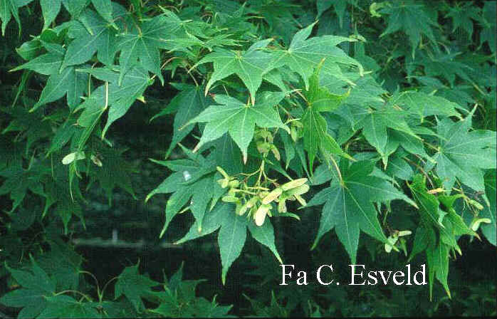 Acer palmatum 'Heptalobum'