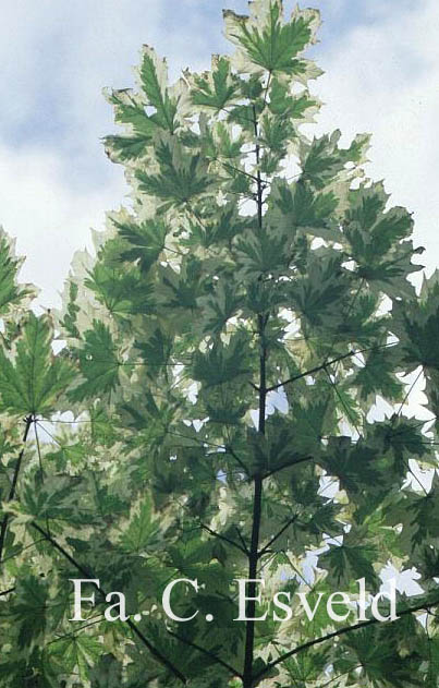 Acer platanoides 'Drummondii'