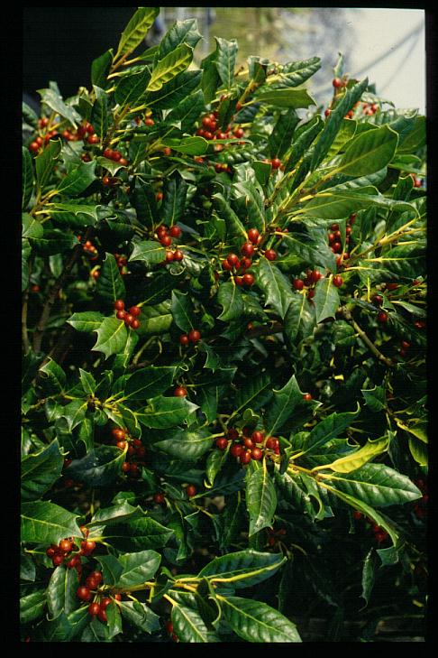 Ilex aquifolium 'Argentea Marginata Pendula'