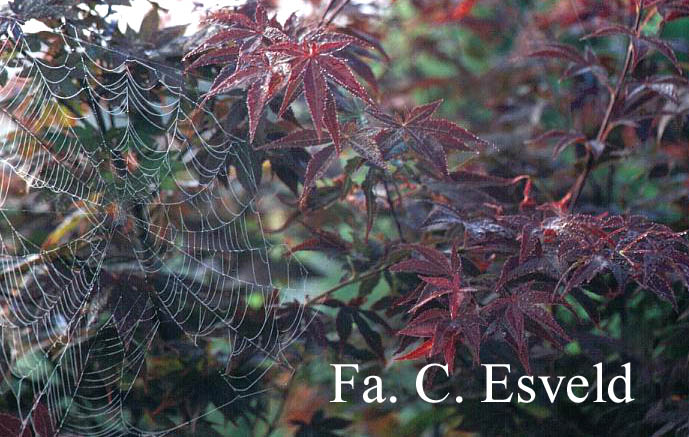 Acer palmatum 'Atropurpureum'