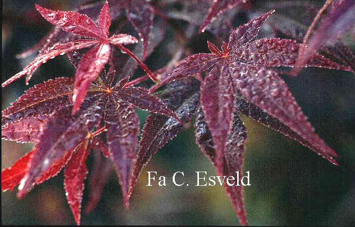 Acer palmatum 'Atropurpureum'