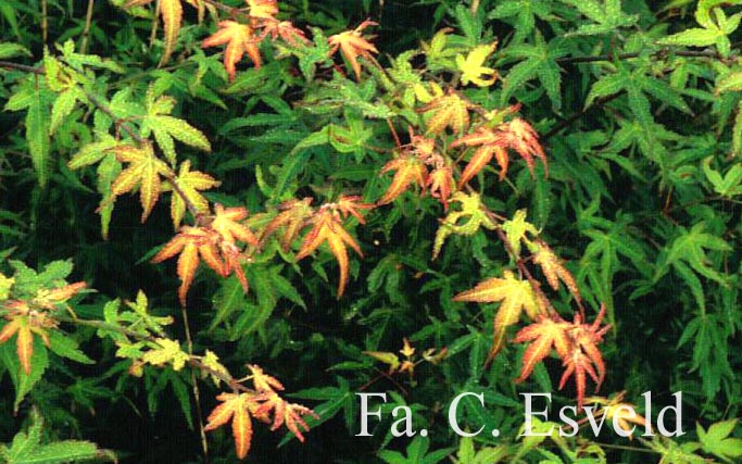 Acer palmatum 'Wilson's Pink Dwarf'