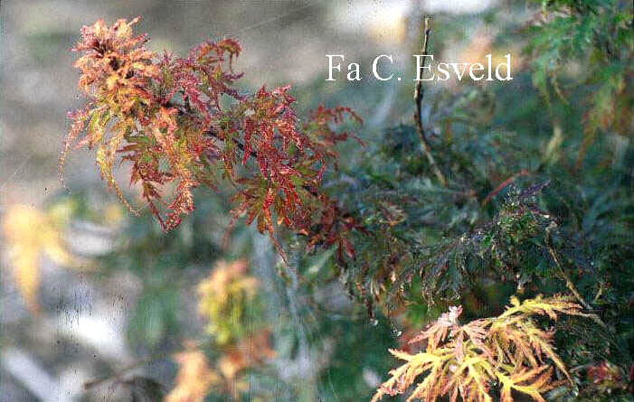 Acer palmatum 'Felice'