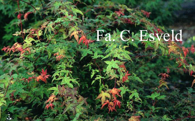 Acer palmatum 'Otome zakura'