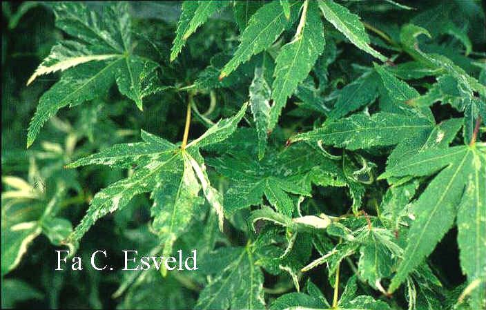 Acer palmatum 'Kasen nishiki'